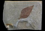 Detailed Fossil Hackberry Leaf - Montana #68316-1